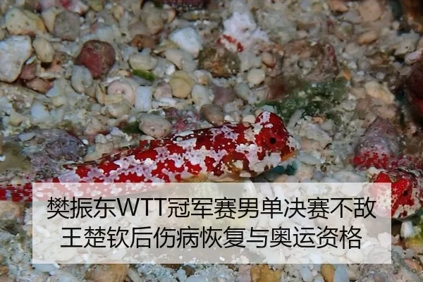 fan-zhen-dong-guan-jun-sai-nan-dan-jue-sai-bu-di-wang-chu-qin-hou-shang-bing-hui-fu-yu-ao-yun-zi-ge-2-117.jpg